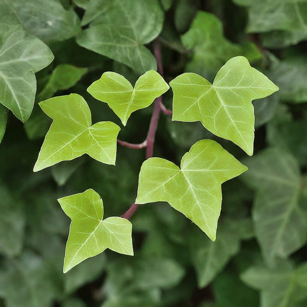 ENGLISH IVY air purifying