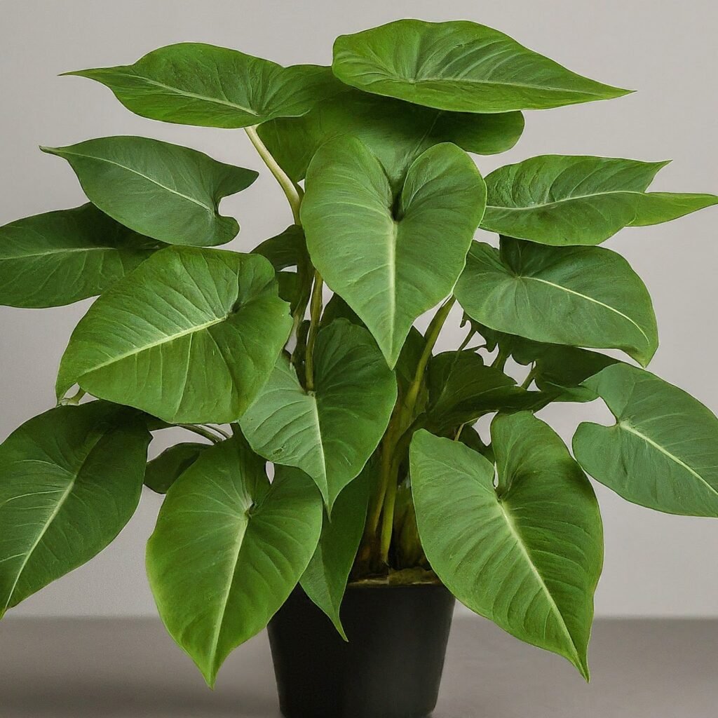 SYNGONIUM air purifying